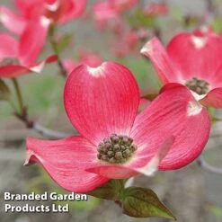 Cornus 'Royal Red' -Garden Plants Shop CORN ROYALRED L13577