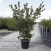 Cornus Kousa 'Weisse Fontaine' -Garden Plants Shop CORN WEISSEFON S45366