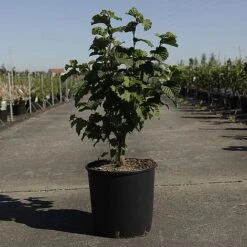 Corylus 'Merveille De Bollwiller' -Garden Plants Shop CORY MERVEILLE S45392 NOW