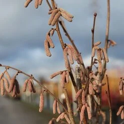 Corylus 'Rode Zellernoot' -Garden Plants Shop CORY RODEZELLE S45398 NOW