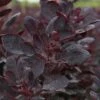 Cotinus Coggygria 'Lilla' -Garden Plants Shop COTI T73886 A h