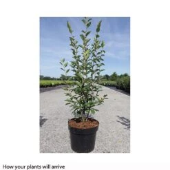 Cotoneaster Lucidus 11 Cotoneaster Lucidus -Garden Plants Shop COTO T66184 A h
