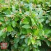 Cotoneaster Lucidus 2 Cotoneaster Lucidus -Garden Plants Shop COTO T66184 B