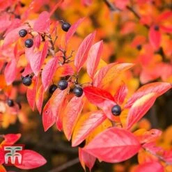 Cotoneaster Lucidus 10 Cotoneaster Lucidus -Garden Plants Shop COTO T66184 C