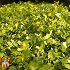 Cotoneaster Lucidus 9 Cotoneaster Lucidus -Garden Plants Shop COTO T66184 D