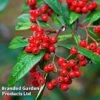 Cotoneaster Lacteus 2 Cotoneaster Lacteus -Garden Plants Shop COTO LACTEUS L13584
