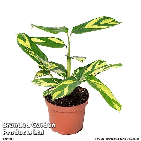 Ctenanthe 'Golden Mosaic' 4 Ctenanthe 'Golden Mosaic' - Image 2