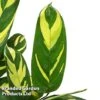 Ctenanthe 'Golden Mosaic' -Garden Plants Shop CTEN GOLDMOSAI S50431