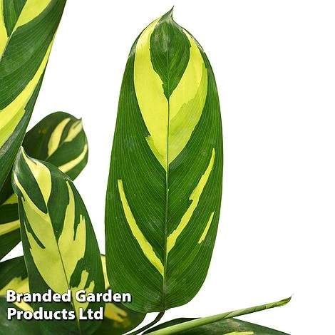 Ctenanthe 'Golden Mosaic' 3 Ctenanthe 'Golden Mosaic'