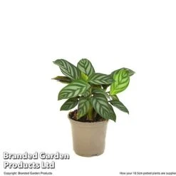 Ctenanthe Oppenheimiana 11 Ctenanthe Oppenheimiana -Garden Plants Shop CTEN OPPEN10CM T520981