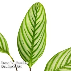 Ctenanthe Oppenheimiana 10 Ctenanthe Oppenheimiana -Garden Plants Shop CTEN OPPENHEIM S50432