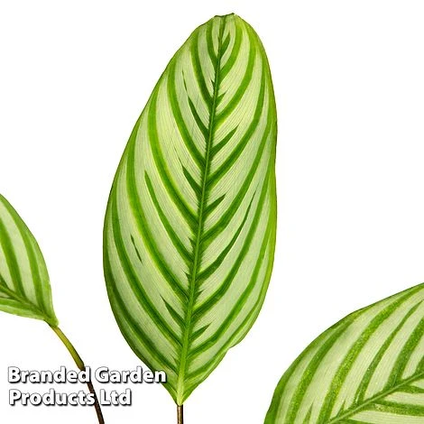 Ctenanthe Oppenheimiana 6 Ctenanthe Oppenheimiana - Image 4