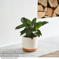 Ctenanthe Oppenheimiana