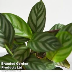 Ctenanthe Oppenheimiana 9 Ctenanthe Oppenheimiana -Garden Plants Shop CTEN OPPENHEIM T521021