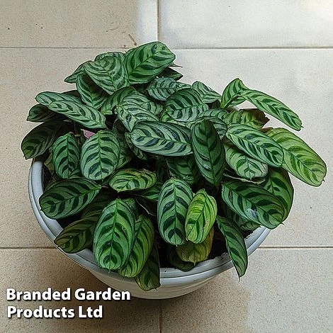 Ctenanthe Oppenheimiana 4 Ctenanthe Oppenheimiana - Image 2