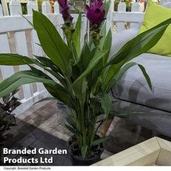 Curcuma 'Skyline' 12 Curcuma 'Skyline' -Garden Plants Shop CURC SKYLINE T50572