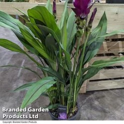 Curcuma 'Skyline' 13 Curcuma 'Skyline' -Garden Plants Shop CURC SKYLINE T50574