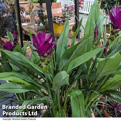 Curcuma 'Skyline' 4 Curcuma 'Skyline' - Image 2