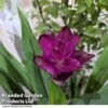 Curcuma 'Skyline' 1 Curcuma 'Skyline' -Garden Plants Shop CURC SKYLINE T50578