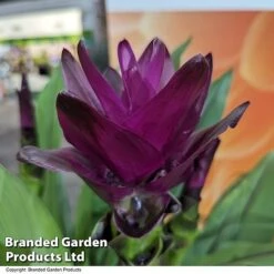 Curcuma 'Skyline' 17 Curcuma 'Skyline' -Garden Plants Shop CURC SKYLINE T50580