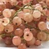 Pinkcurrant 'Gloire De Sablon' 1 Pinkcurrant 'Gloire De Sablon' -Garden Plants Shop CURR CWW3571 A h
