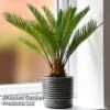 Cycas Revoluta 2 Cycas Revoluta -Garden Plants Shop CYCA REVOLUTA T44731