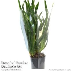 Cymbidium Sarah Jean Gx 'Ice Cascade' -Garden Plants Shop CYMB ICECA14CM T48022