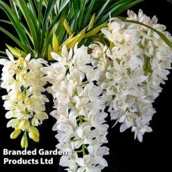 Cymbidium Sarah Jean Gx 'Ice Cascade' -Garden Plants Shop CYMB ICECASCAD W45404