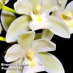 Cymbidium Sarah Jean Gx 'Ice Cascade' -Garden Plants Shop CYMB ICECASCAD W45405