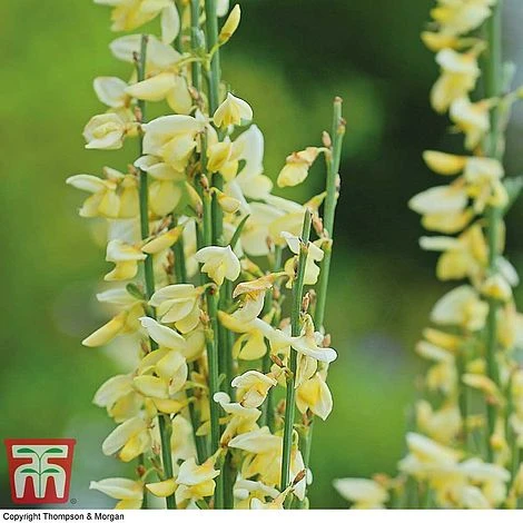 Cytisus X Praecox 3 Cytisus X Praecox