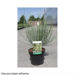 Cytisus X Praecox 8 Cytisus X Praecox -Garden Plants Shop CYTI T66196 A h
