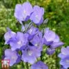 Campanula Medium 'Blue'