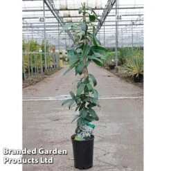 Clematis Armandii 'Snowdrift' 7 Clematis Armandii 'Snowdrift' -Garden Plants Shop Clematis Snowdrift KC4972 C