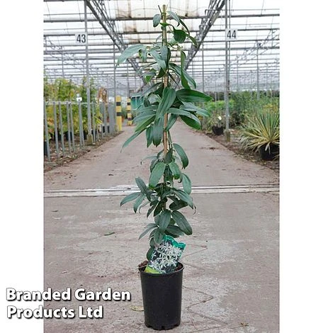 Clematis Armandii 'Snowdrift' 5 Clematis Armandii 'Snowdrift' - Image 3