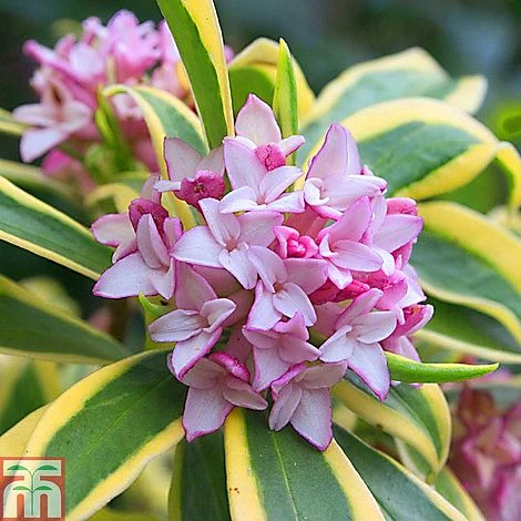 Daphne Odora 'Rebecca' 3 Daphne Odora 'Rebecca'