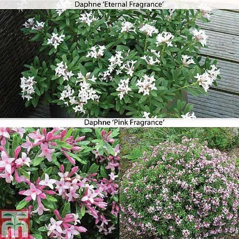 Daphne 'Fragrance Collection' 3 Daphne 'Fragrance Collection'