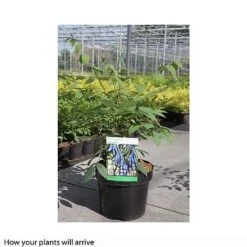 Decaisnea Fargesii -Garden Plants Shop DECA T66200 A h