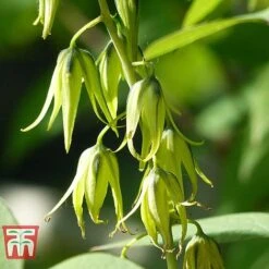 Decaisnea Fargesii -Garden Plants Shop DECA T66200 C