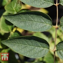 Decaisnea Fargesii -Garden Plants Shop DECA T66200 D