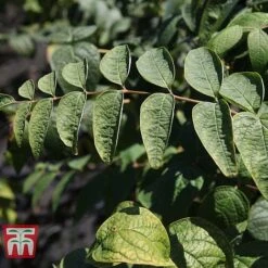 Decaisnea Fargesii -Garden Plants Shop DECA T66200 E