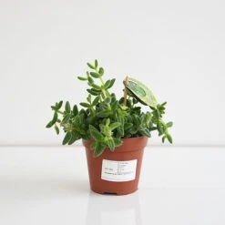 Delosperma Echinatum -Garden Plants Shop DELO ECHIN12CM T45110