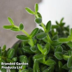 Delosperma Echinatum -Garden Plants Shop DELO ECHINATUM T45113D