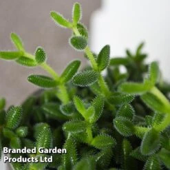 Delosperma Echinatum -Garden Plants Shop DELO ECHINATUM T45114C