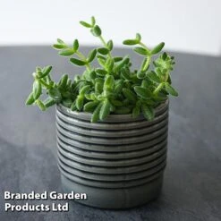 Delosperma Echinatum -Garden Plants Shop DELO ECHINATUM T45115B