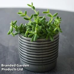 Delosperma Echinatum -Garden Plants Shop DELO ECHINATUM T45116A