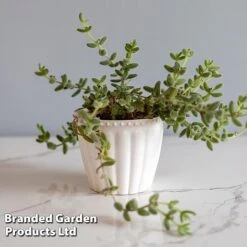 Delosperma Echinatum -Garden Plants Shop DELO ECHINATUM WKF1163