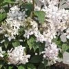Deutzia X Hybrida 'Mont Rose' 2 Deutzia X Hybrida 'Mont Rose' -Garden Plants Shop DEUT T58452 A h