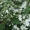 Deutzia Setchuenensis Var. Corymbiflora 2 Deutzia Setchuenensis Var. Corymbiflora -Garden Plants Shop DEUT T63572 A h