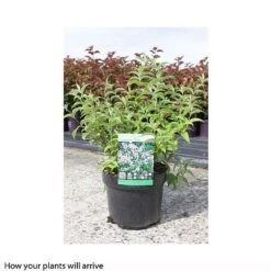 Deutzia Compacta 'Lavender Time' 5 Deutzia Compacta 'Lavender Time' -Garden Plants Shop DEUT T66201 A h