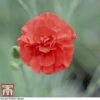 Dianthus 'Diane' -Garden Plants Shop DIAN T57951 A